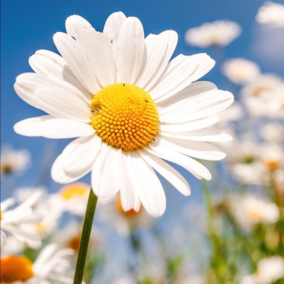 daisyscloset7